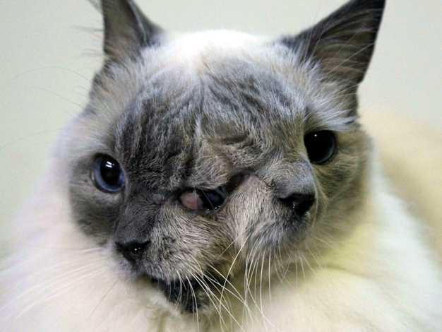 cat-with-2-faces