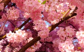 علمتني الورود