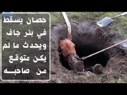 قصة الحصان و شروط السعادة الخمسة