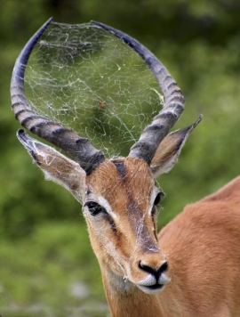 حين يصبح قرني الظبي منزلاً للعنكبوت