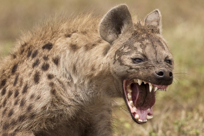 الضبع hyena