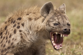 الضبع hyena