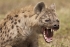الضبع hyena