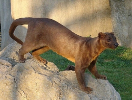 حيوان الفوسا Fossa
